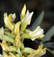 Image of northern freckled milkvetch