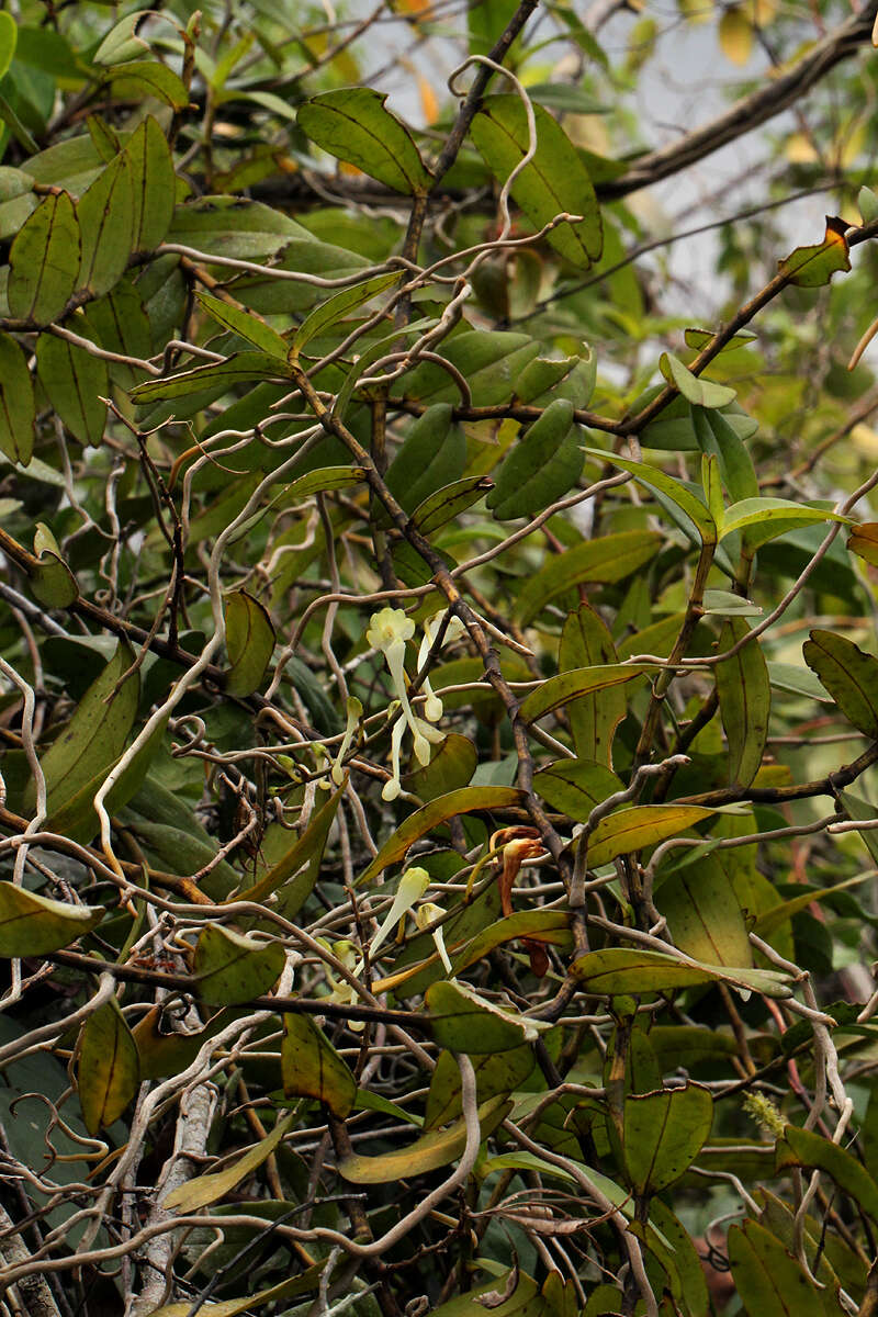 Image of Solenangis scandens (Schltr.) Schltr.