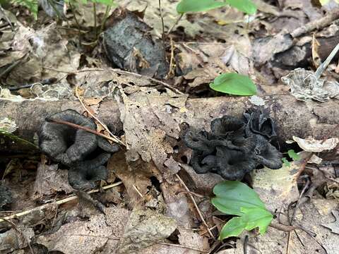 Image of Craterellus caeruleofuscus A. H. Sm. 1968