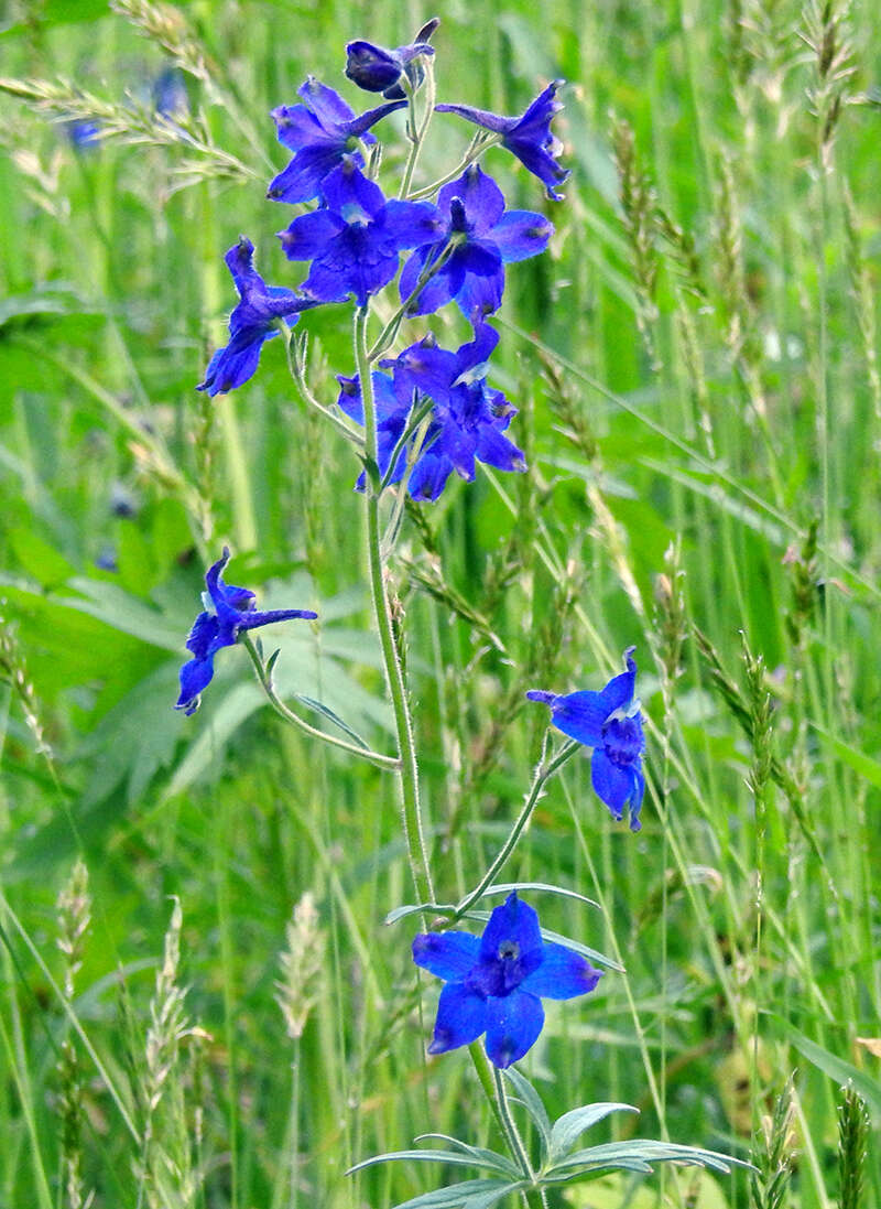 Delphinium menziesii DC.的圖片