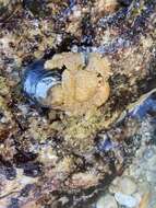 Image of furry crab