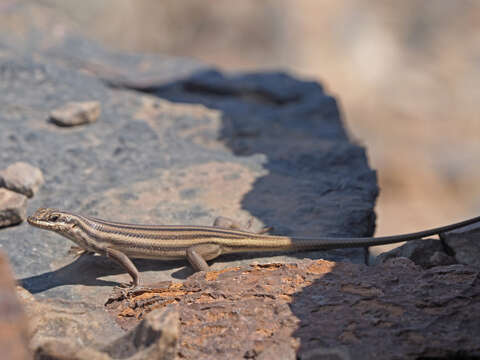 صورة Trachylepis sulcata (Peters 1867)