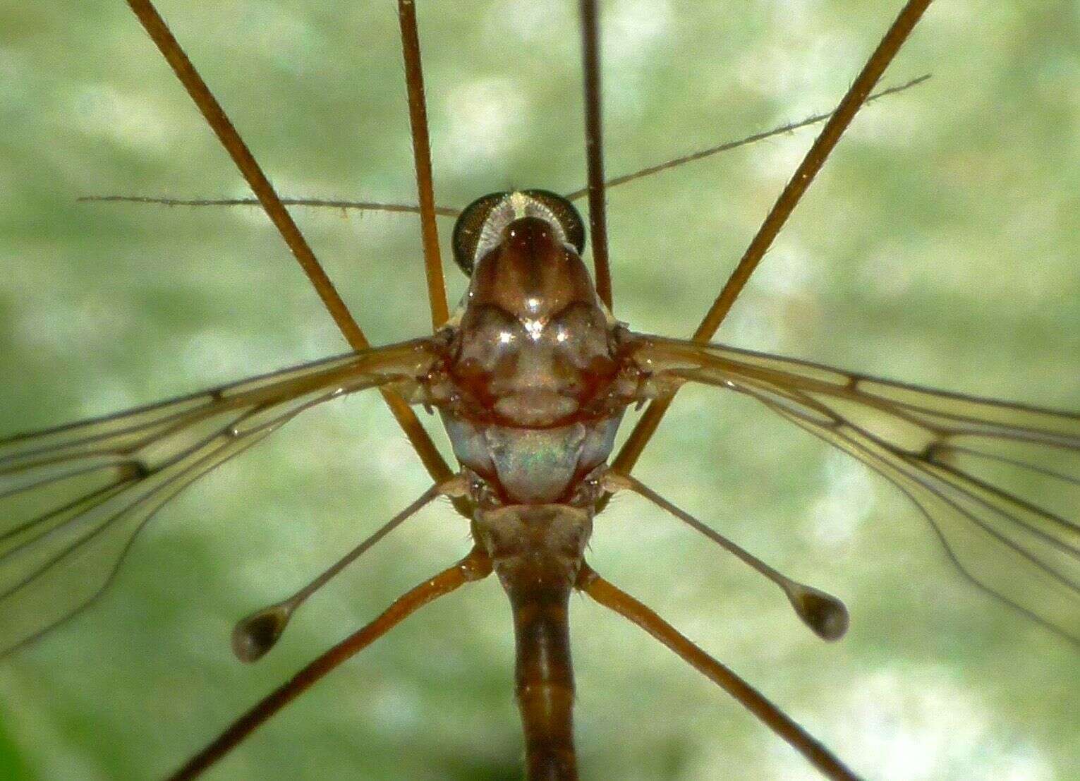 Imagem de Limnophilella serotina (Alexander 1922)