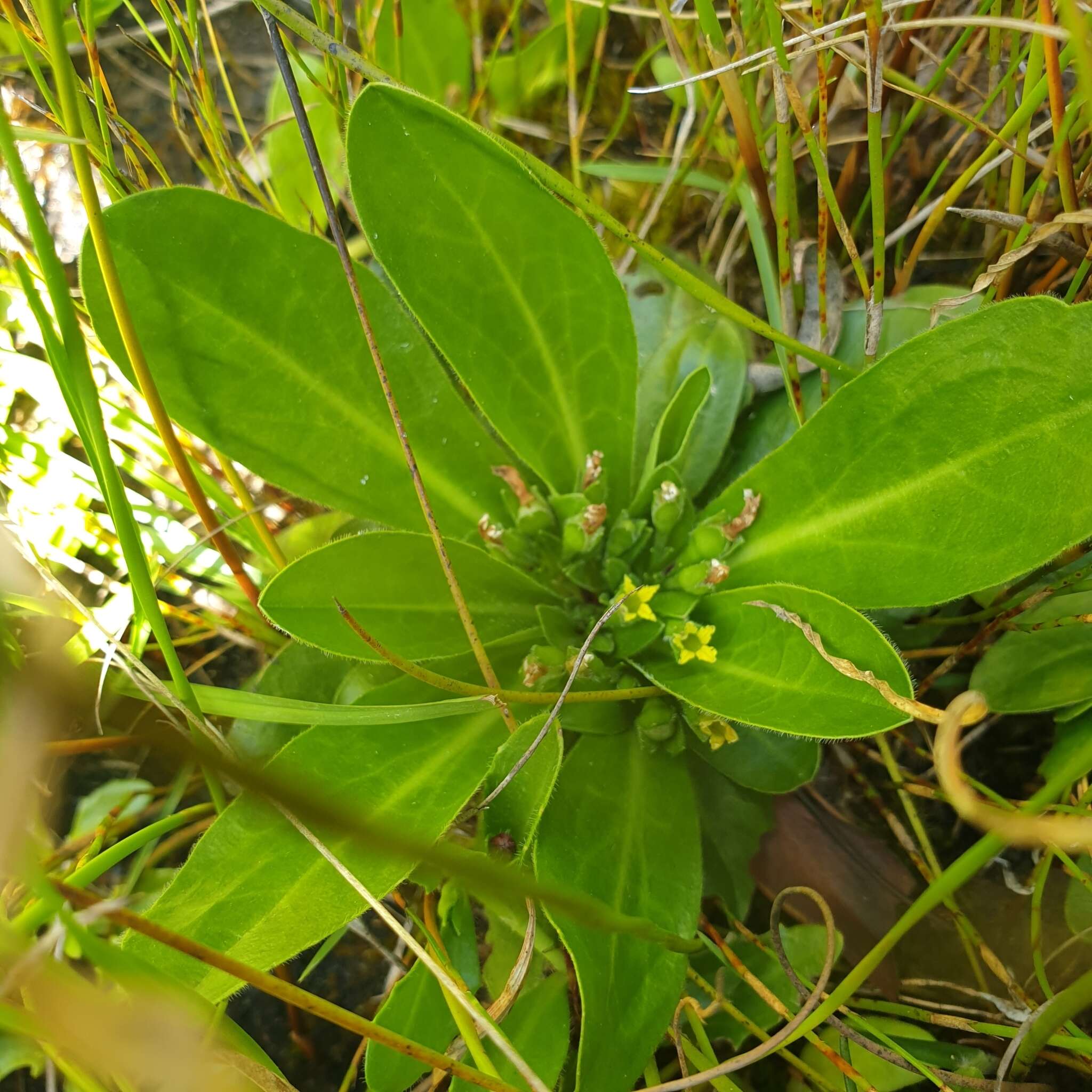 Goodenia montana resmi