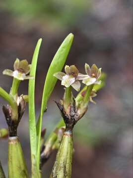 Image of Scaphyglottis fasciculata Hook.