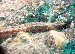 Image of Obscure pipefish