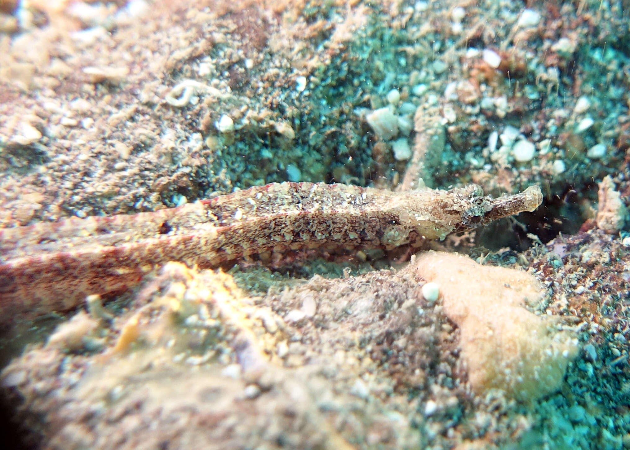 Image of Obscure pipefish