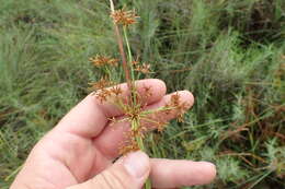 Image of haspan flatsedge