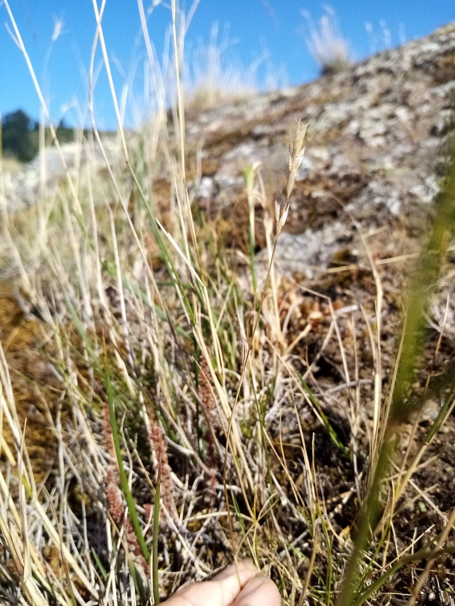 Image of Rytidosperma maculatum (Zotov) Connor & Edgar