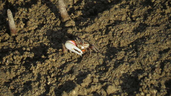 Image of Cranuca Beinlich & von Hagen 2006