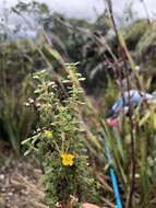 Imagem de Chaetolepis microphylla (Bonpl.) Miq.