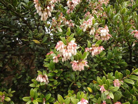 Plancia ëd Vaccinium consanguineum Klotzsch