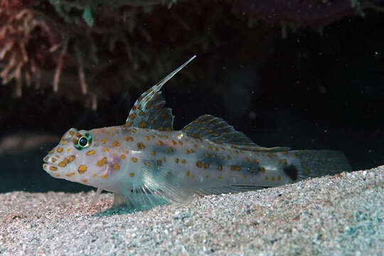 Image of Blotched goby