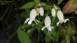 Image of Bladder Campion