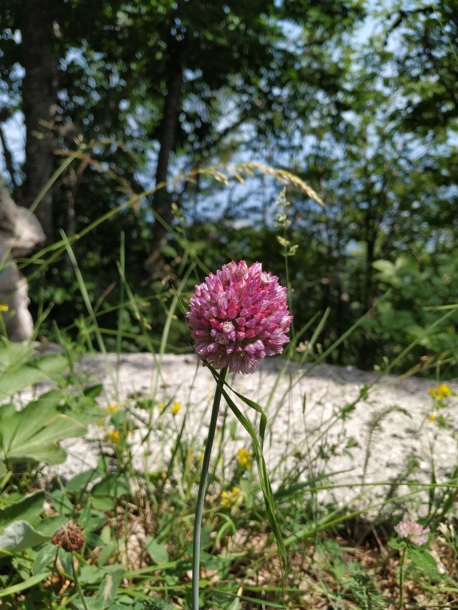 Image of sand leek