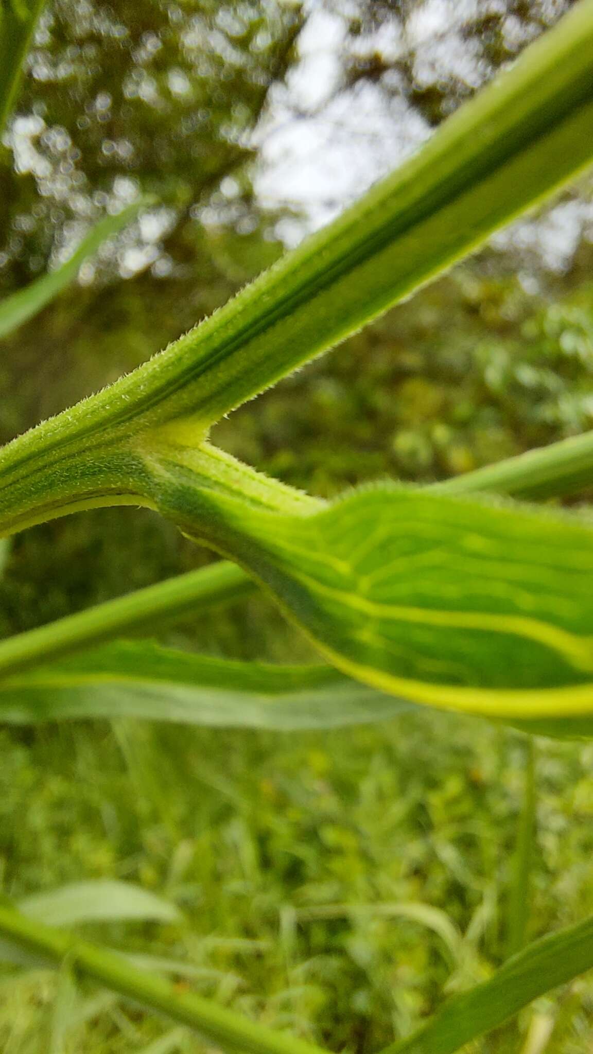 Plancia ëd Leptostelma maxima D. Don