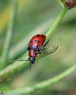 Sivun Cerotoma atrofasciata Jacoby 1879 kuva