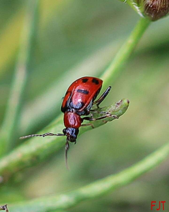 Sivun Cerotoma atrofasciata Jacoby 1879 kuva