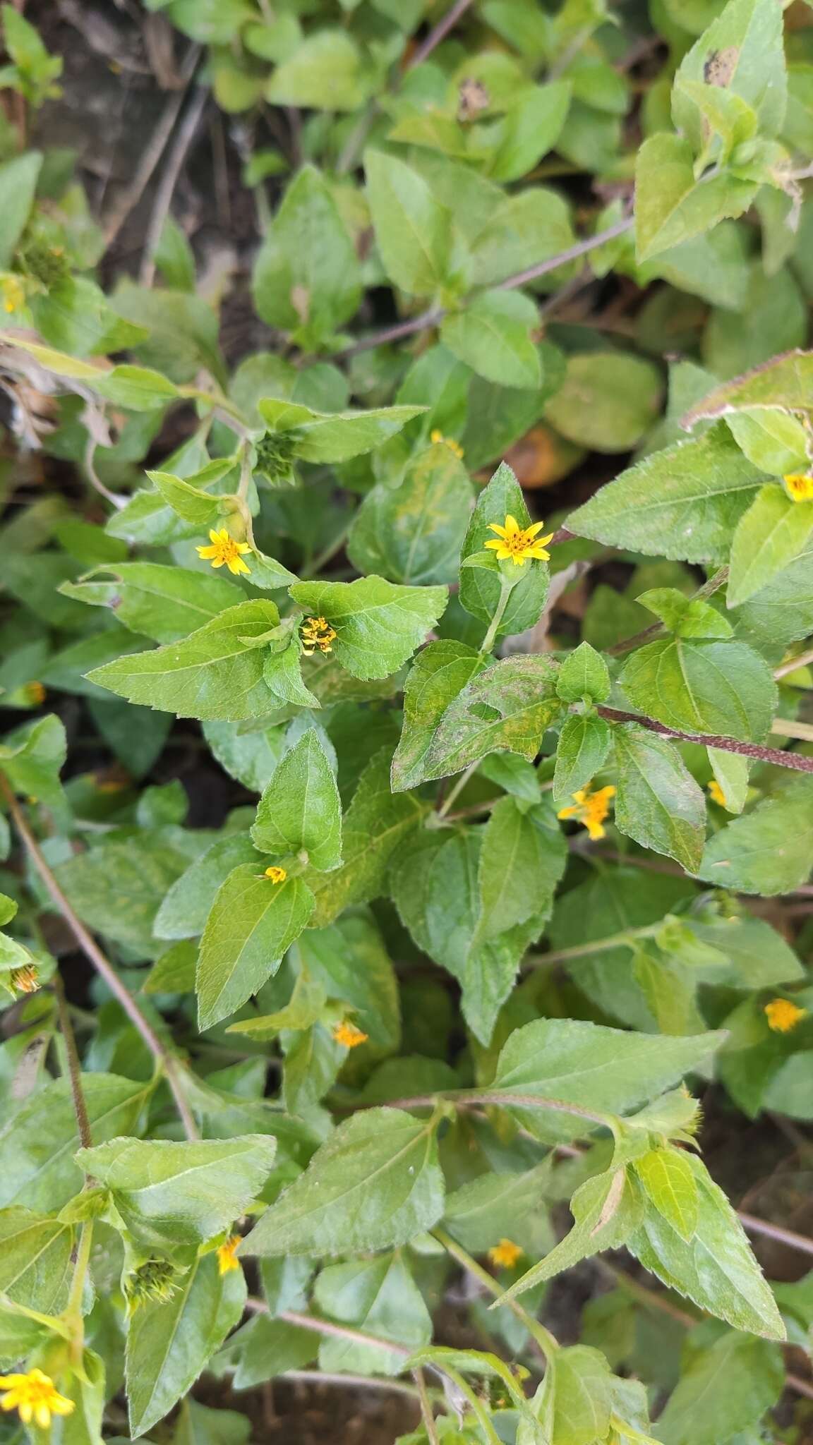 Calyptocarpus wendlandii Sch. Bip. resmi