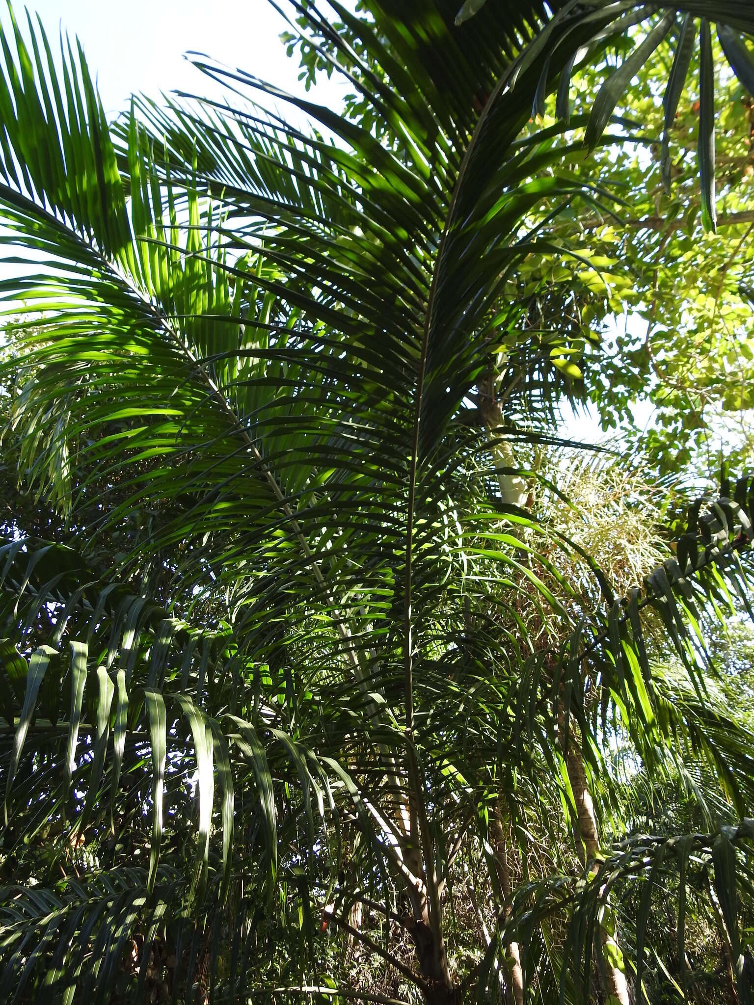 Image of Carpentaria acuminata (H. Wendl. & Drude) Becc.