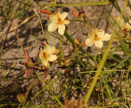 Image of Wachendorfia brachyandra W. F. Barker