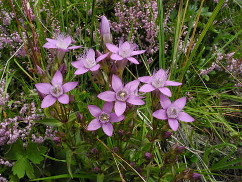 Image of chiltern gentian