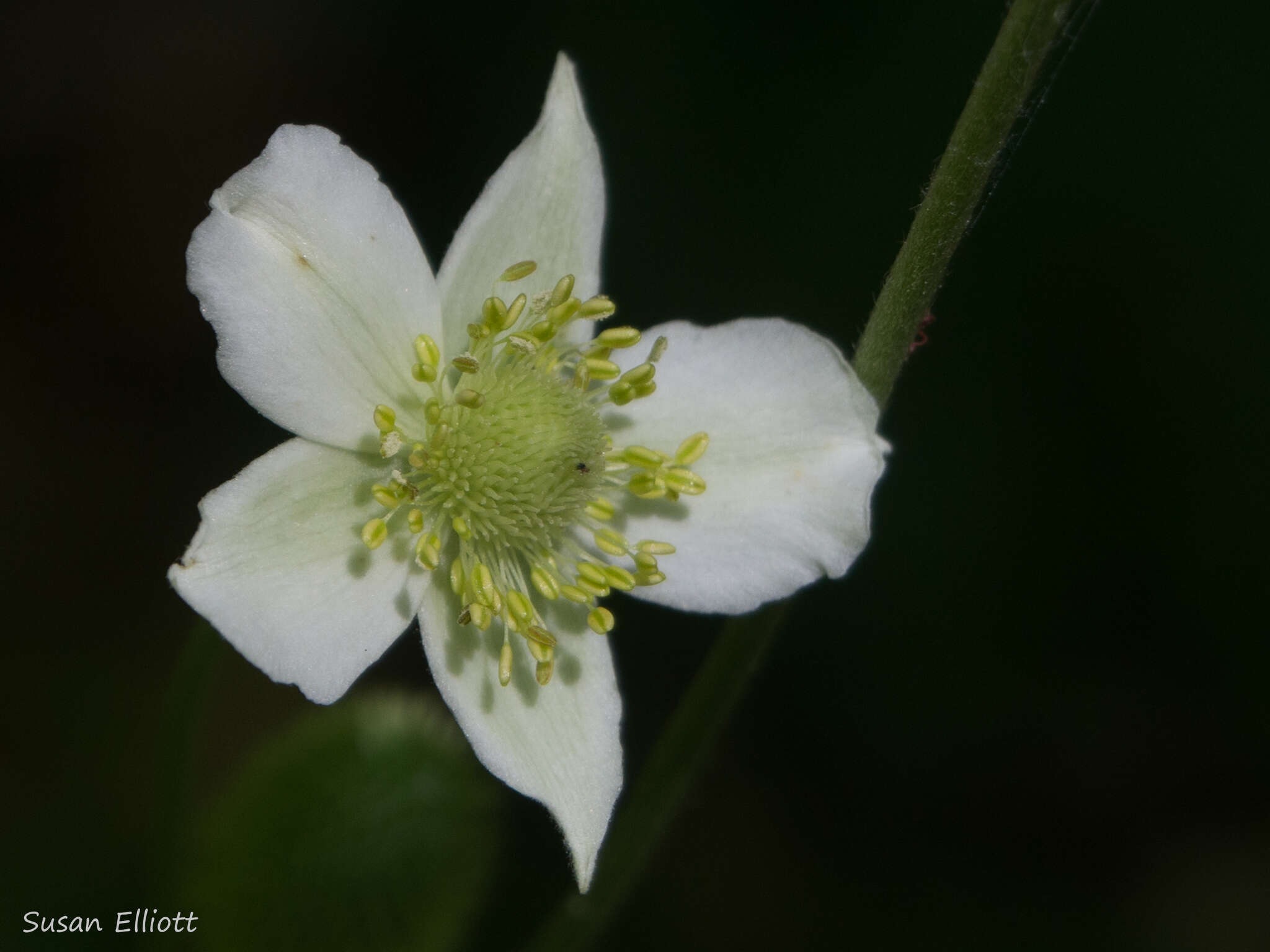 Image of tall thimbleweed