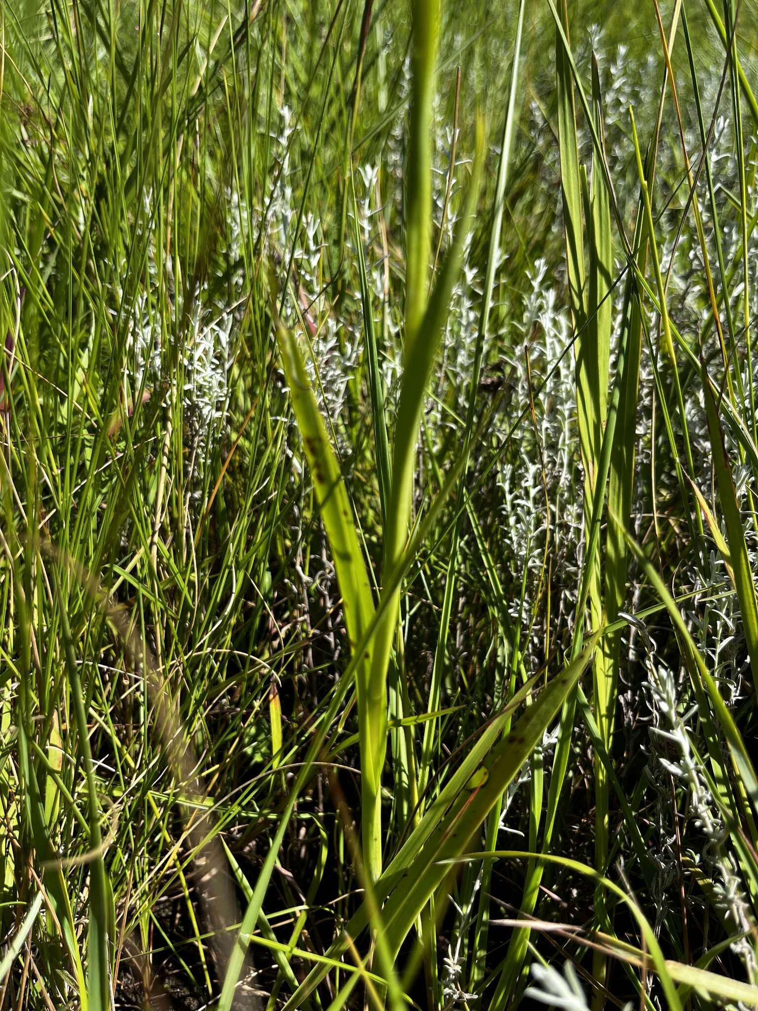 Schizochilus zeyheri Sond. resmi