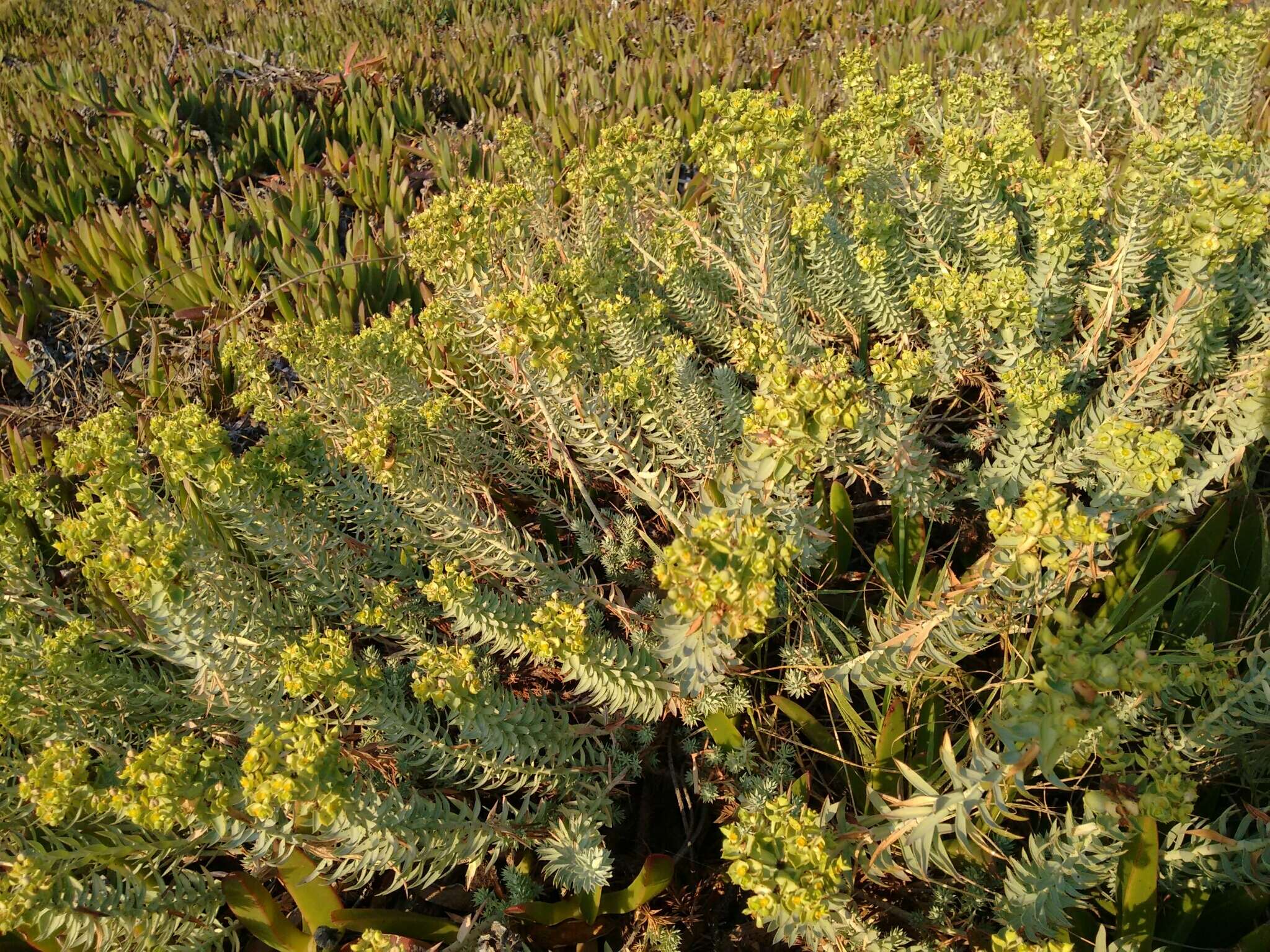 Image of sea spurge