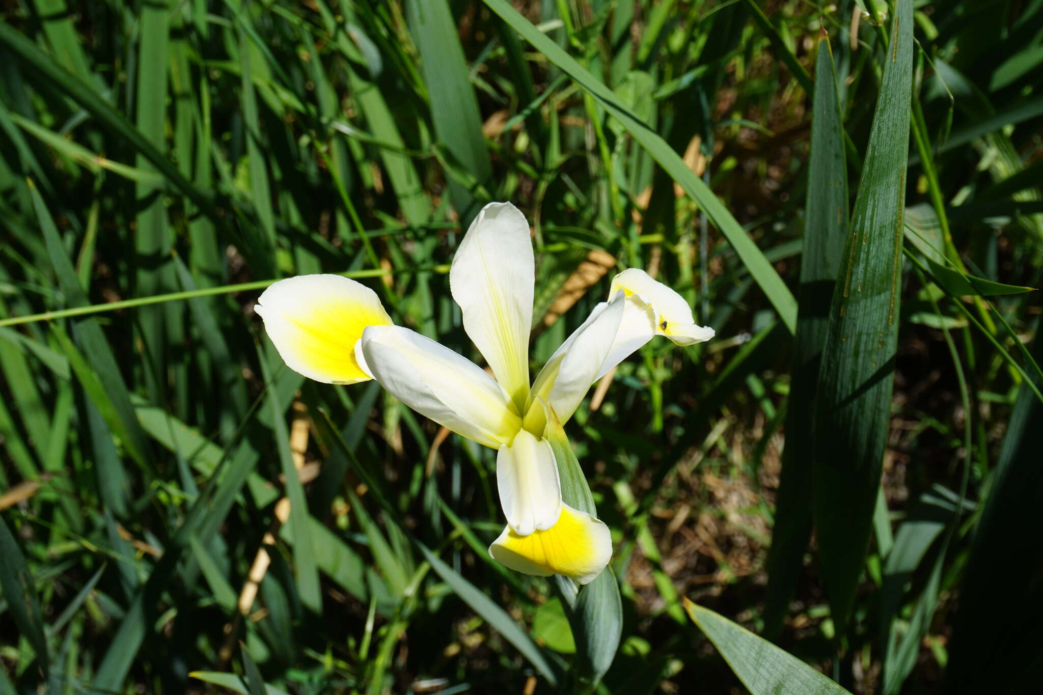 Image de Iris orientalis Mill.