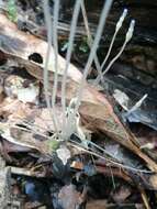 Image of Puerto Rico Ghostplant