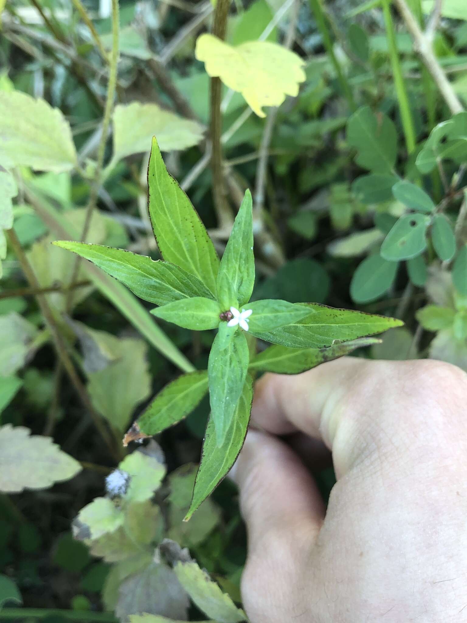 Image of eared starviolet