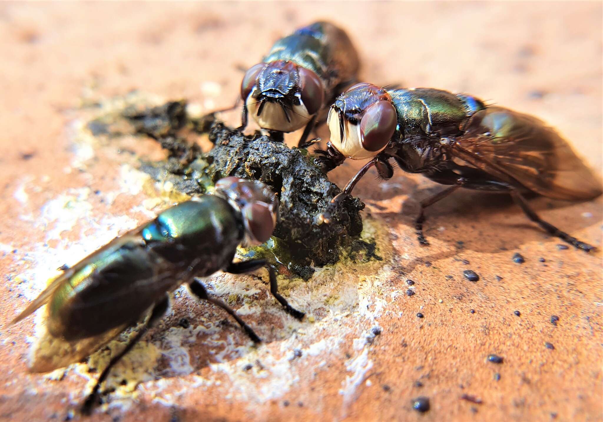 Image of Duomyia obscura Walker 1849