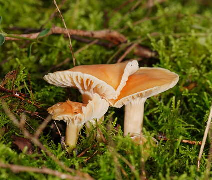 Image of Hygrocybe austropratensis A. M. Young 1999