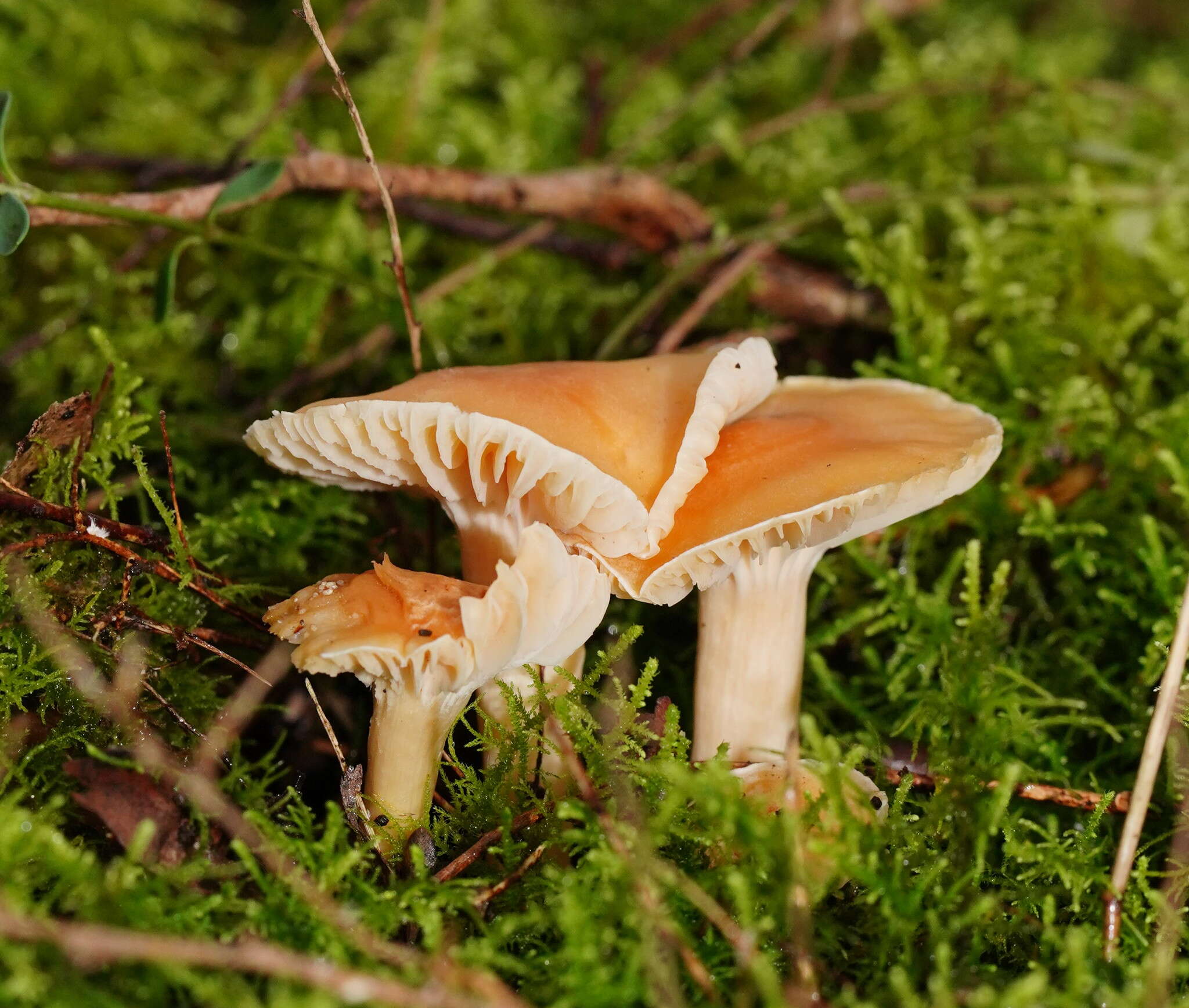 Слика од Hygrocybe austropratensis A. M. Young 1999