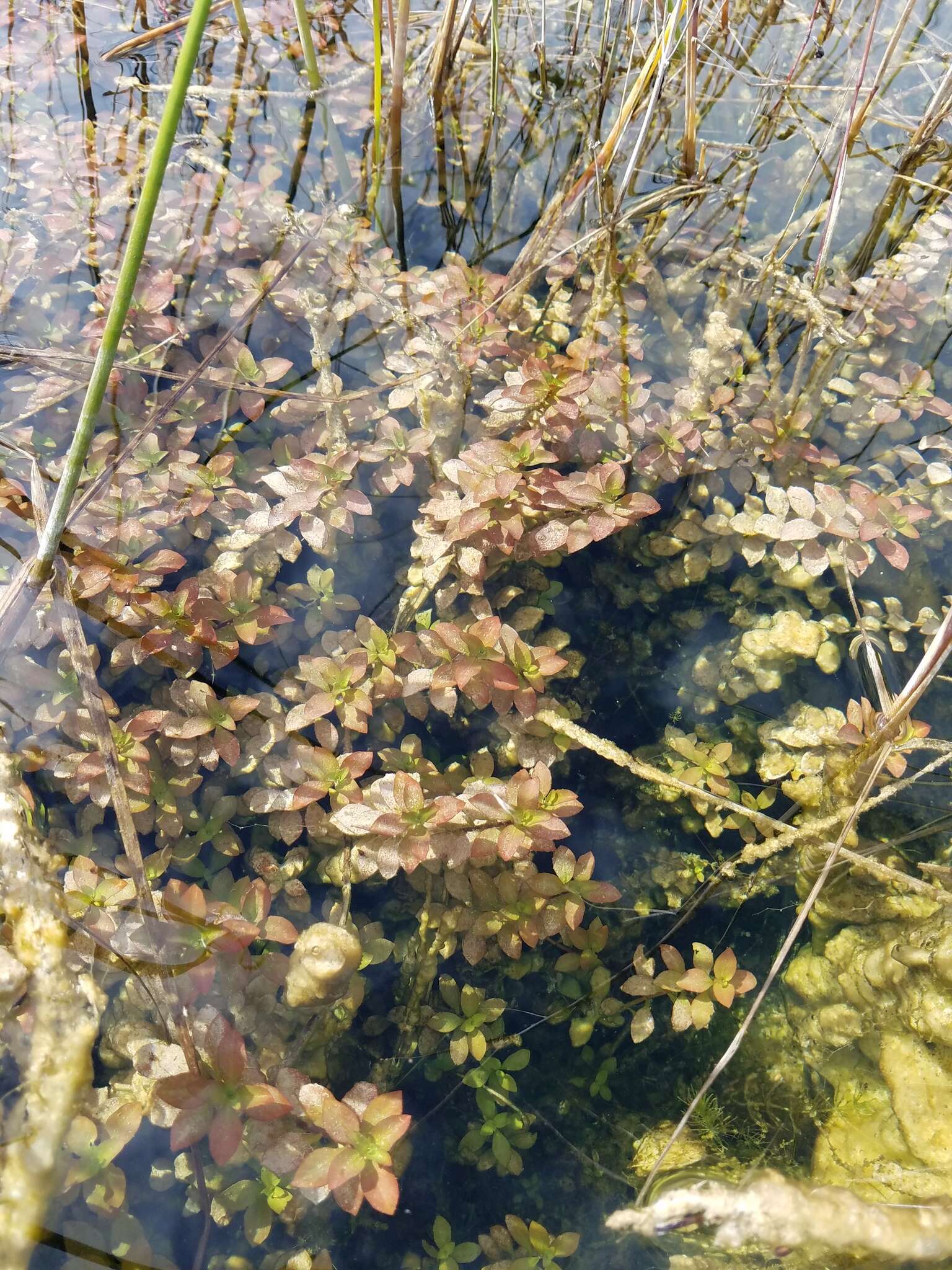 Image of creeping primrose-willow