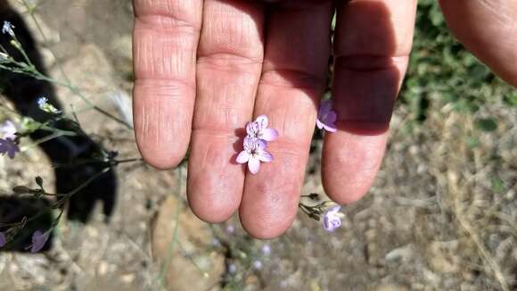 Image of Saltugilia caruifolia