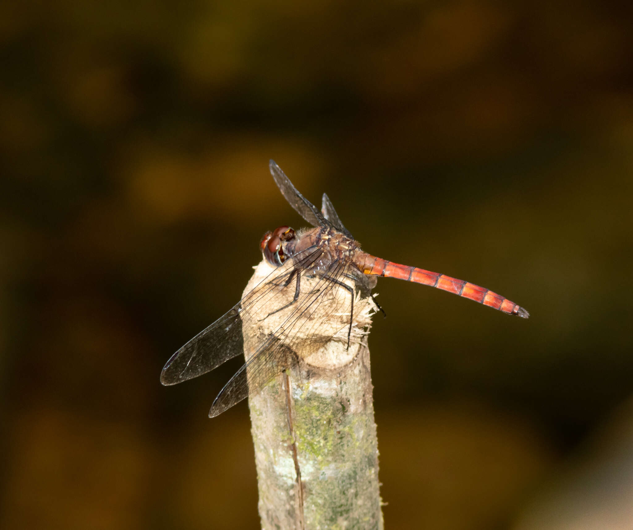 Sivun Elasmothemis cannacrioides (Calvert 1906) kuva