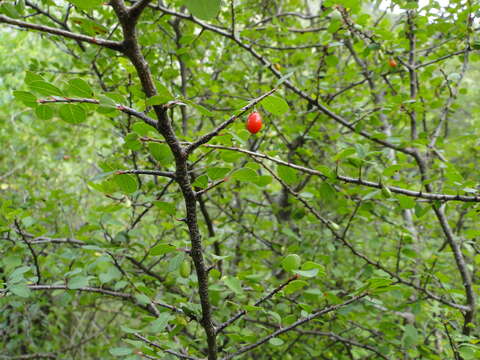 Erythroxylum rotundifolium Lunan的圖片