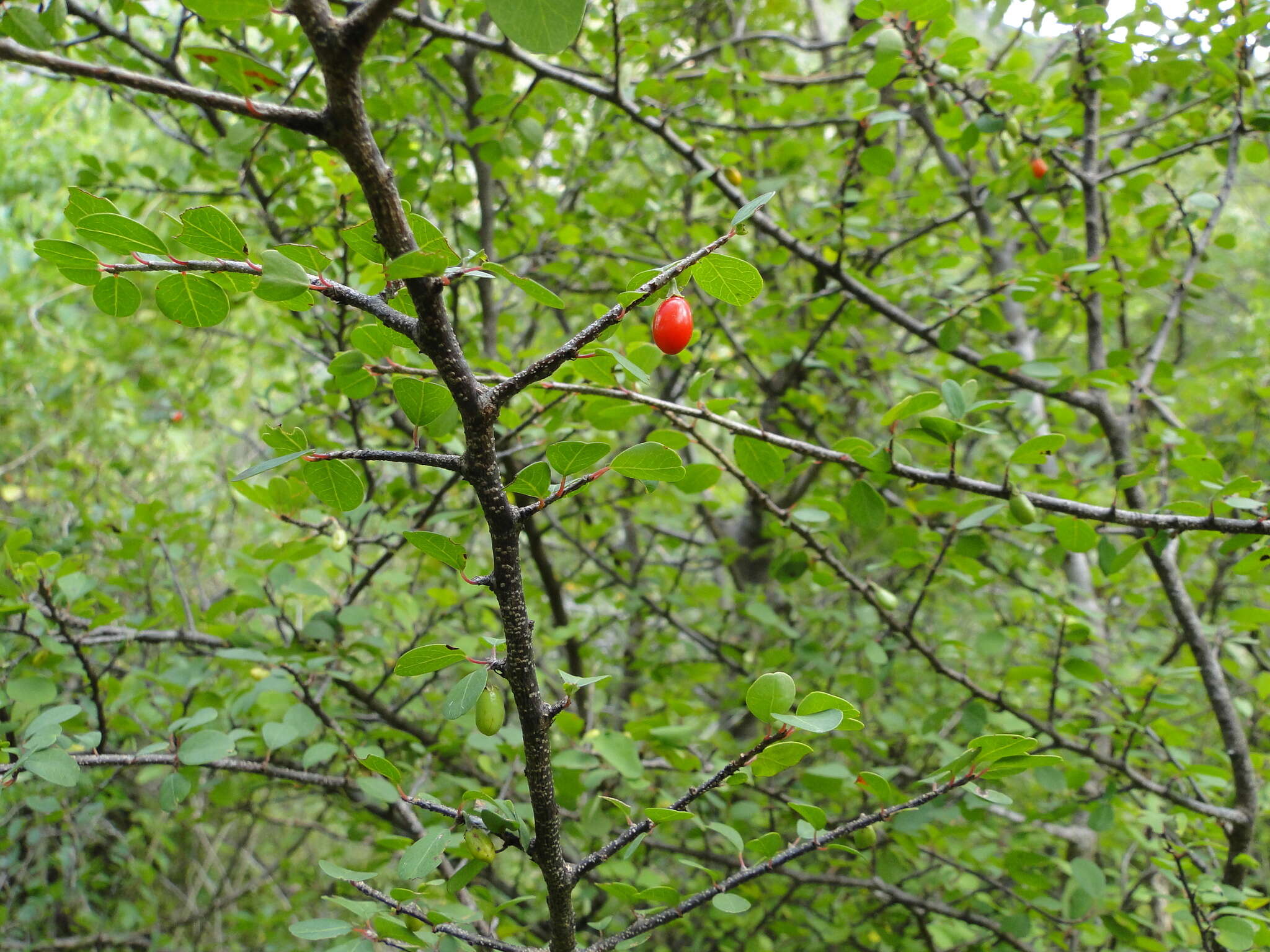 Image de Erythroxylum rotundifolium Lunan