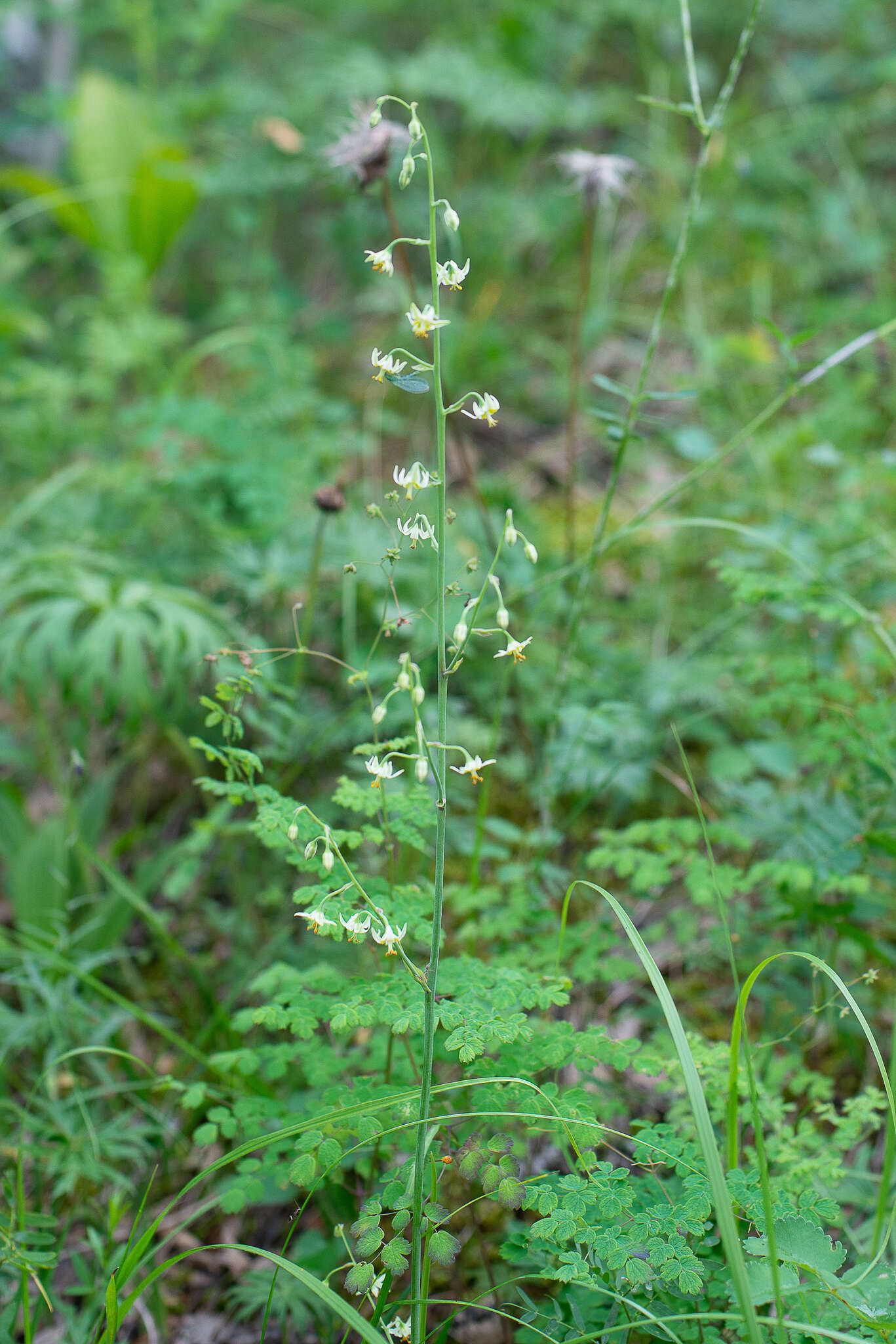 Image of Anticlea sibirica (L.) Kunth