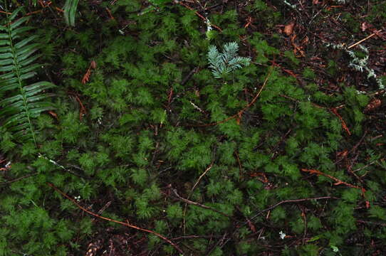 Image of hylocomium feather moss