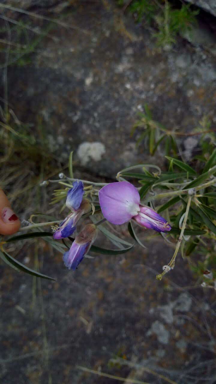 Image of Collaea argentina Griseb.