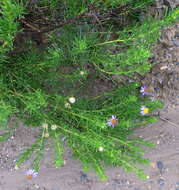 Image of Fine-leaved felicia