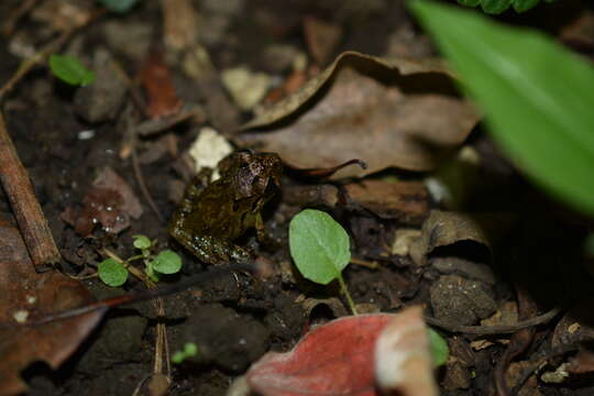 Plancia ëd Craugastor decoratus (Taylor 1942)