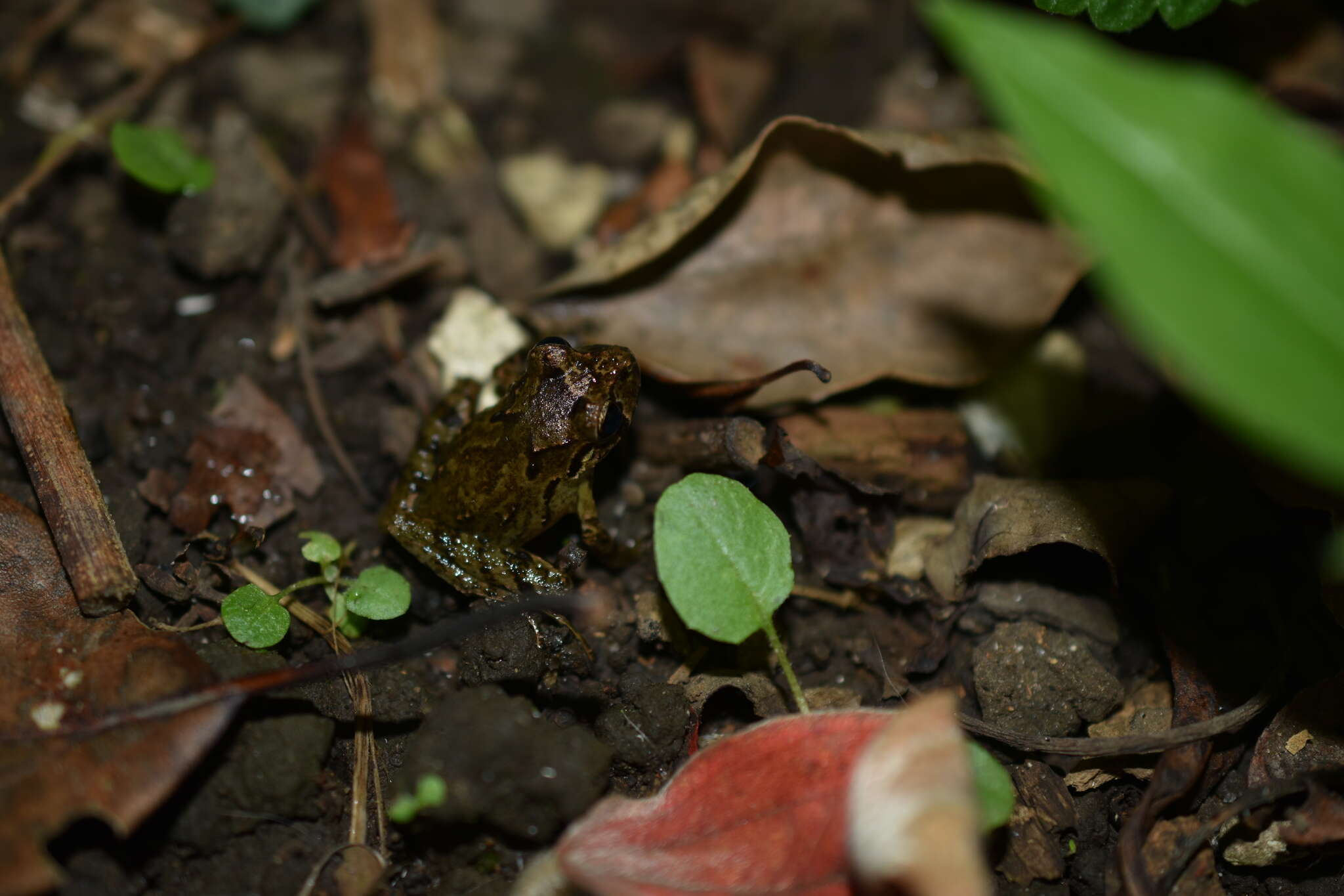 صورة Craugastor decoratus (Taylor 1942)