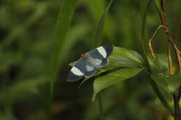 Image de Simena luctifera Walker 1856