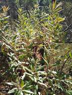 Image of Comarostaphylis longifolia (Benth.) Klotzsch