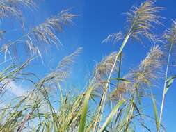 Слика од Phragmites australis subsp. berlandieri (E. Fourn.) Saltonst. & Hauber