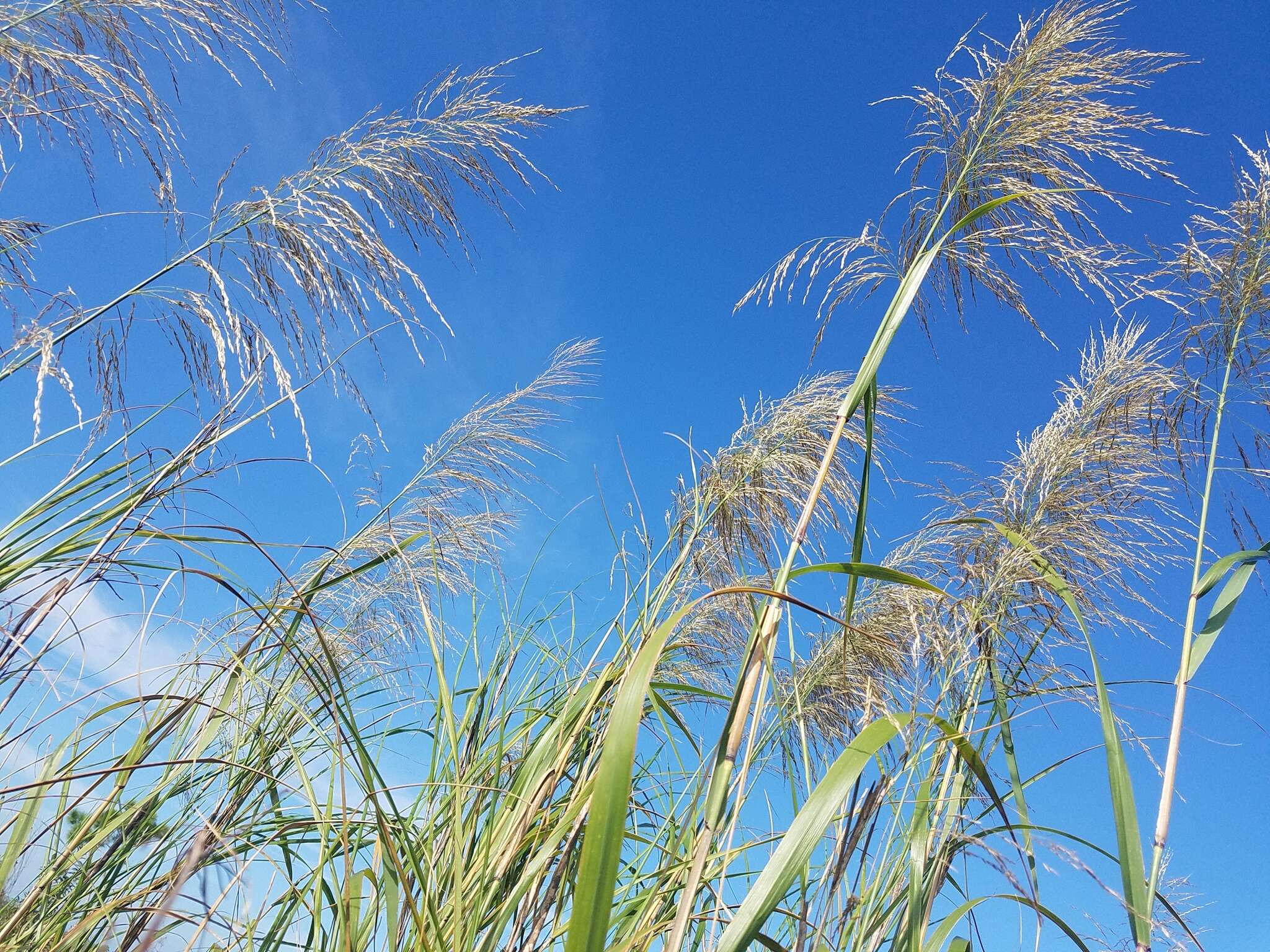 Слика од Phragmites australis subsp. berlandieri (E. Fourn.) Saltonst. & Hauber